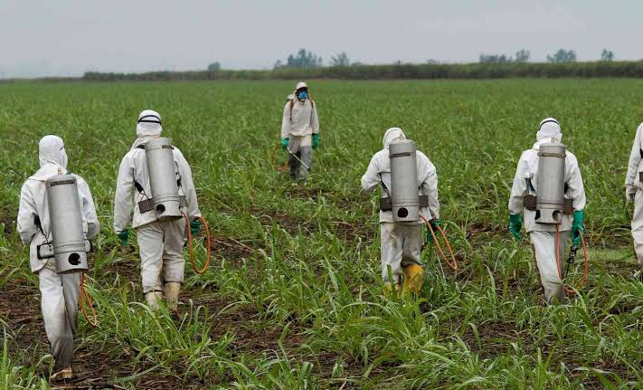 Common weedkiller linked to the development of superbugs in hospitals