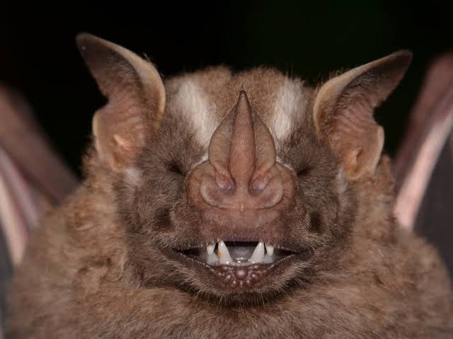 Human Rabies Exposure Reported As 1st Bat Tests Positive In McHenry County