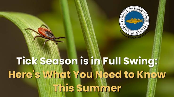 Tick Season is in Full Swing — Here’s What You Need to Know This Summer