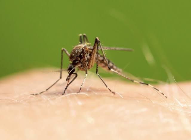 First 2026 West Nile Surveillance Pool Confirmed In Macoupin County