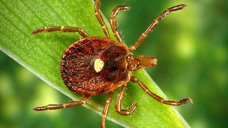 Health Officials Urge Caution As Cases Of Tick Borne Red Meat Allergy Persist