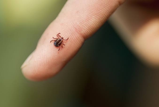 What to Do If You Find a Tick on Your Body, According to an Expert
