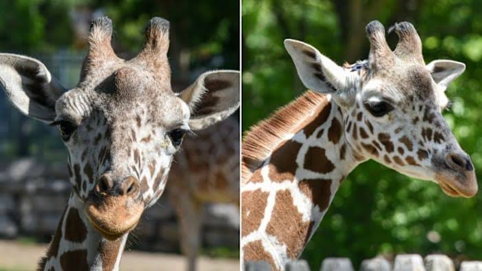 Young giraffe dies at Detroit Zoo after injury from interaction with herd members