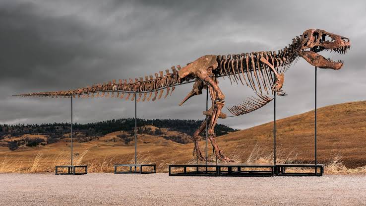 A T. rex found in South Dakota could smash auction records — and possibly disappear forever