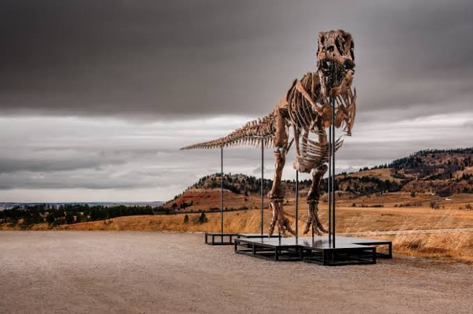 Who Buys a $20 Million T. Rex? Inside Sotheby’s Matchmaking for ‘Gus.’