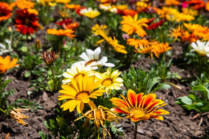 Need to ID a plant? The University of Michigan launched a free app to help.