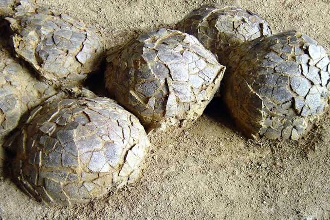 72-Million-Year-Old Dinosaur Eggs the Size of Small Melons Found in ‘Extraordinary’ Discovery
