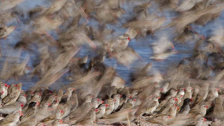 The Evolving Role of Technology vs Skill in Wildlife Photography