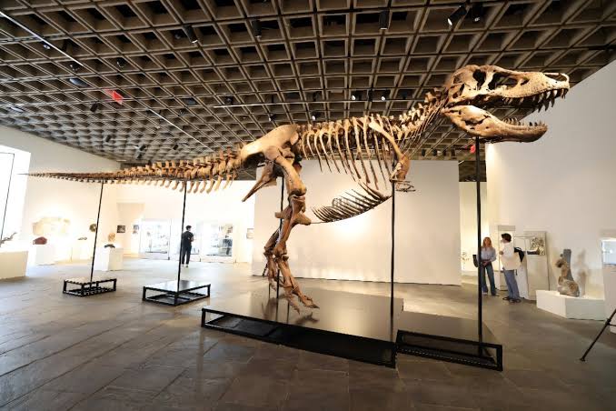 'Gus' the T. rex presented in New York ahead of auction