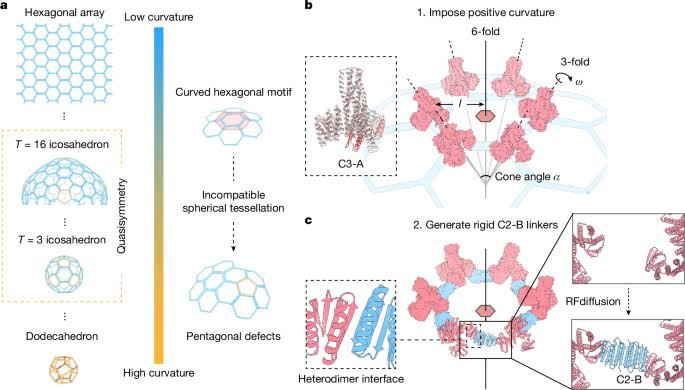 De novo design of quasisymmetric two-component protein cages