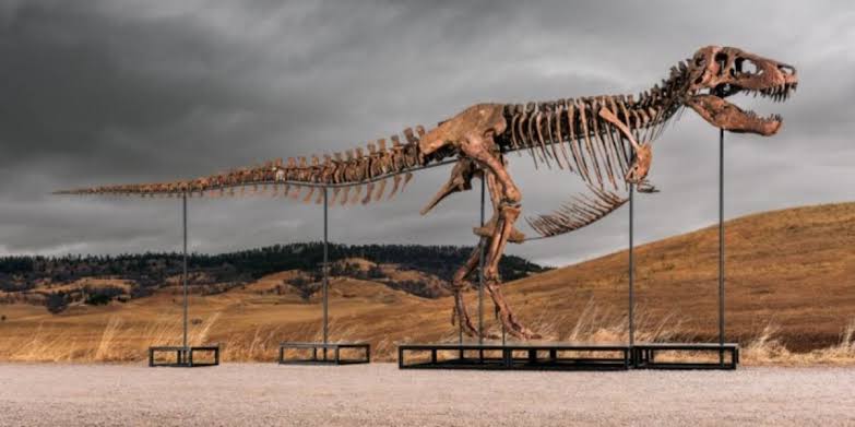 Rare South Dakota T. rex fossil could bring more than $30 million at auction