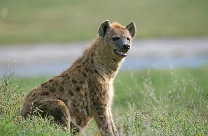 This mammal breaks one of nature's biggest rules – and scientists have finally worked out why…