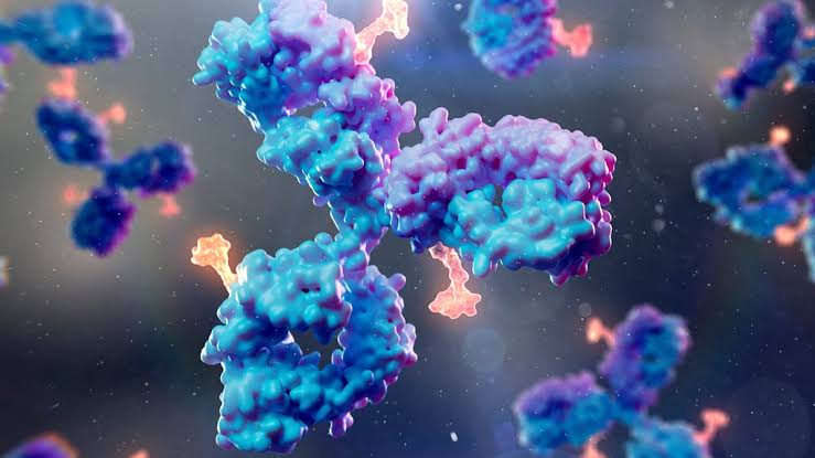 Scientists Develop New Antibody For Virus That Infects 95% of People
