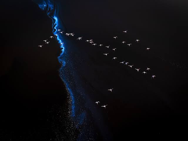 Dazzling photographs show nature in a new way