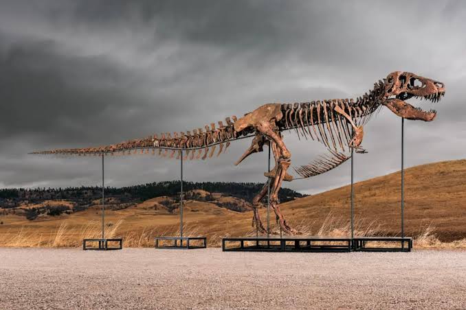 I Can’t Afford This T. Rex up for Auction at Sotheby’s. Starting Bid is $19 Million
