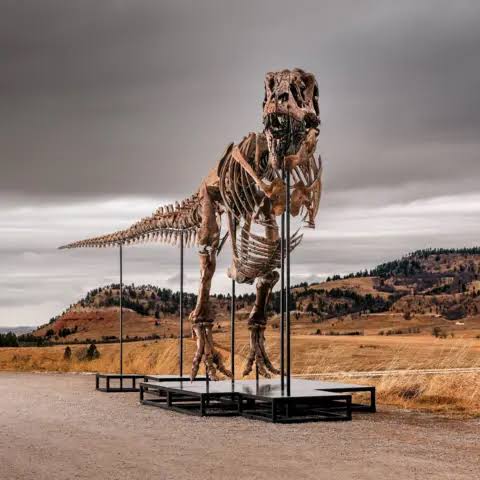T. rex could become most expensive fossil ever - but it's a ​problem for scientists
