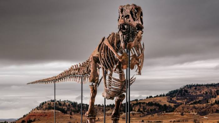 Sotheby’s puts $30mn estimate on Tyrannosaurus rex named Gus