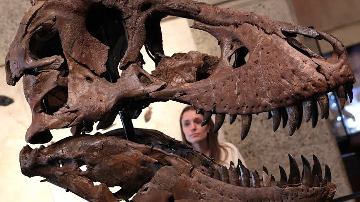 One of the Largest T. Rex Skeletons Ever Found Can Be Yours If You’ve Got $30 Million Lying Around