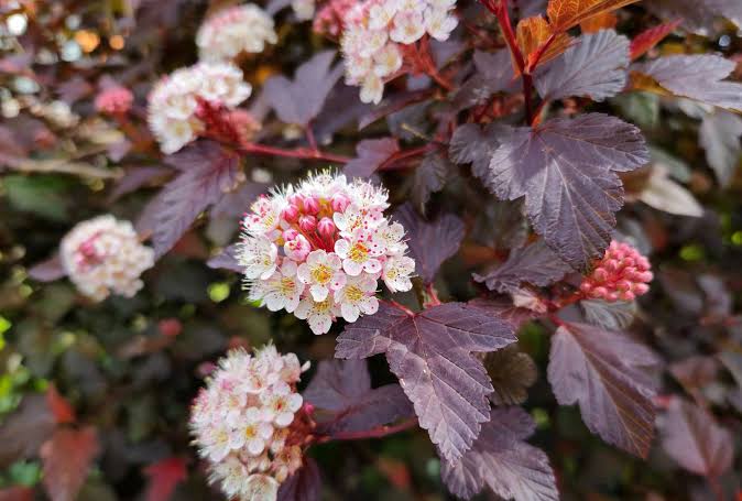 8 Shrubs You'll Never Regret Planting, Whether You're a Beginner or a Pro