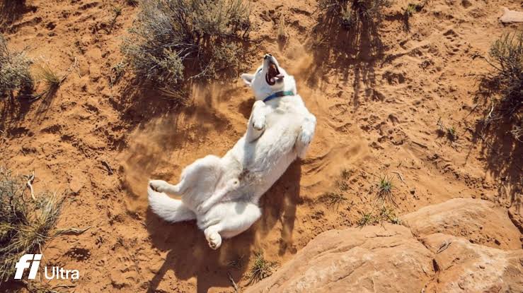 This AI-generated dog advert reveals the biggest problem facing creative AI