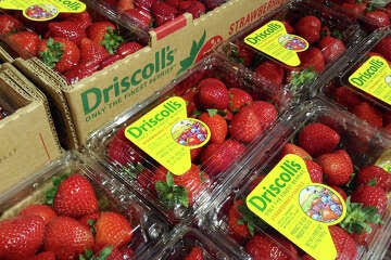 World’s largest berry company accused of ‘greenwashing’ strawberries