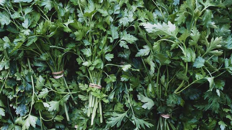Parsley and Cilantro Identified as Potential Sources of Cyclospora Outbreak in North Carolina