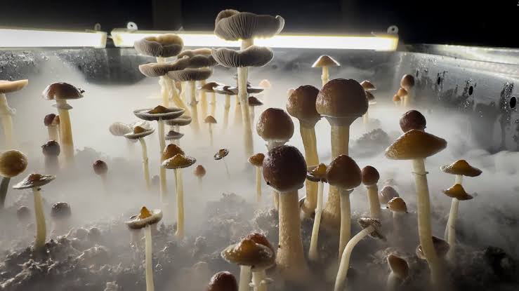 The market for psychedelic drugs to treat mental health conditions gets a big buy signal