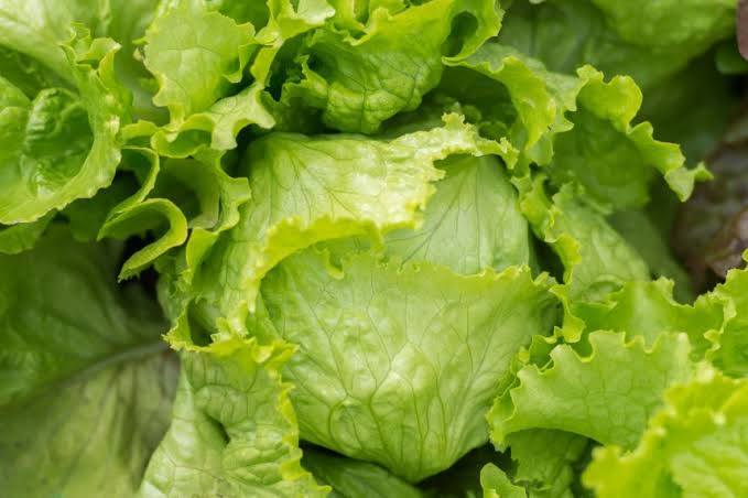 Iceberg lettuce recalled in 27 states due to potential cyclospora contamination