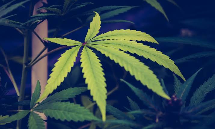 DEA Resists Testimony From Agency Official Linked To Report On Marijuana's Harms During Rescheduling Hearing