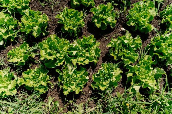 Cyclospora outbreaks start with human contamination. Nobody has ever been able to figure out how