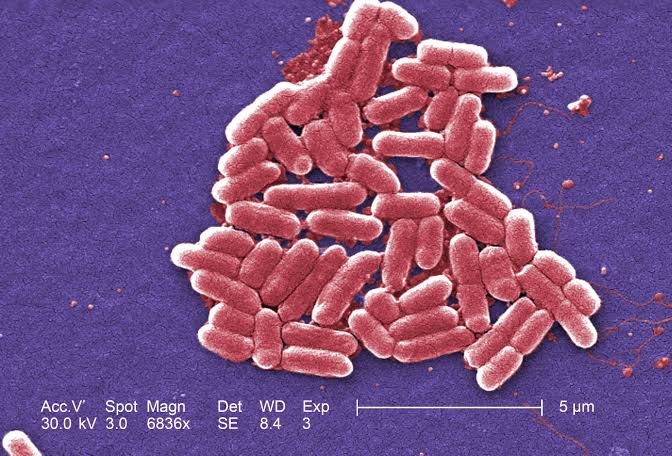 County Reports Two Local Cases in Statewide Kebab Shop E.Coli Outbreak