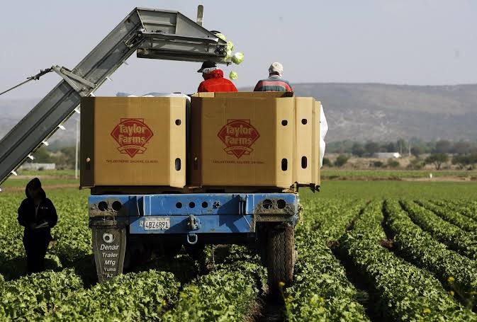 Lettuce Grower Taylor Farms to Pull Parasite-Linked Products
