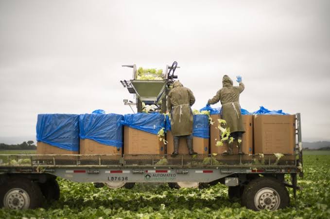 Lettuce Supplier Linked to Cyclospora Outbreak Is a Global Salad Giant