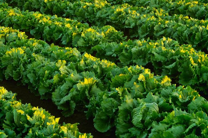 Lettuce supplier identified as potential source of cyclosporiasis outbreak