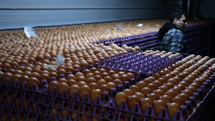 Big egg producers settle price inflation probe with DOJ for 53 million eggs — and $3.3M