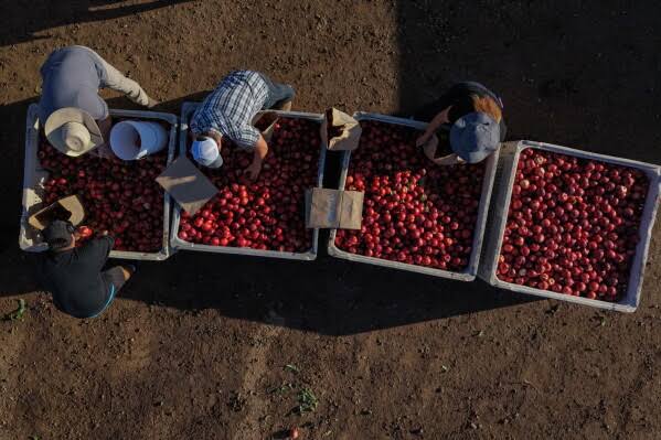 A California farmer is giving away tons of nectarines that he’s not allowed to sell