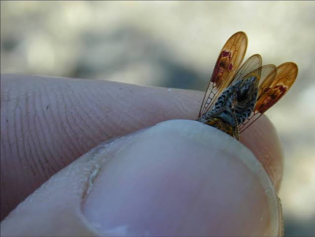 Consumer Alert: Residents Urged to Take Precautions After Invasive Glassy-Winged Sharpshooter Detected