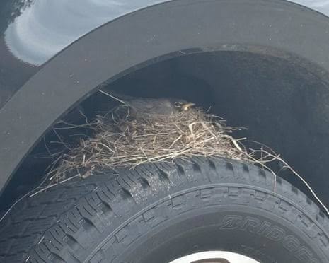 Federally protected bird’s nest holds up sale of Ford truck in Kansas