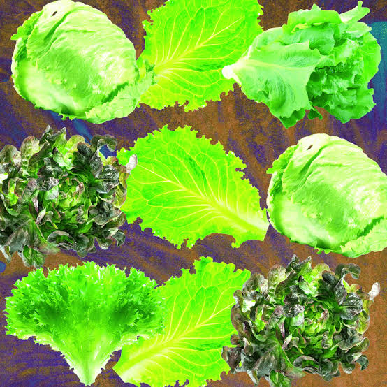 Why Lettuce Is Always Making People Sick