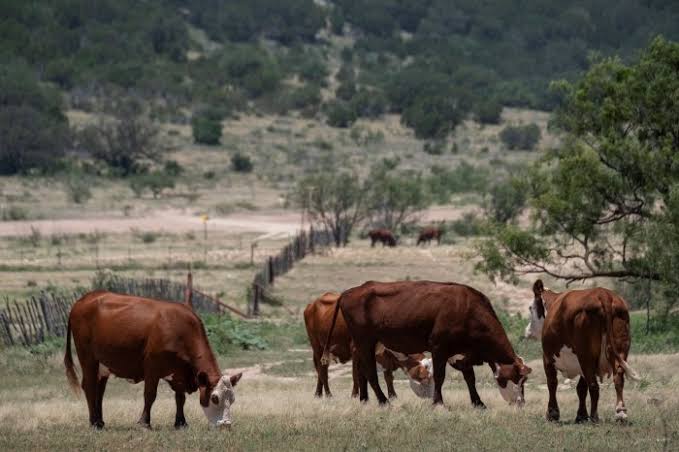 Exclusive | USDA Plans to Pay Smaller Meatpackers to Keep Slaughtering Cattle