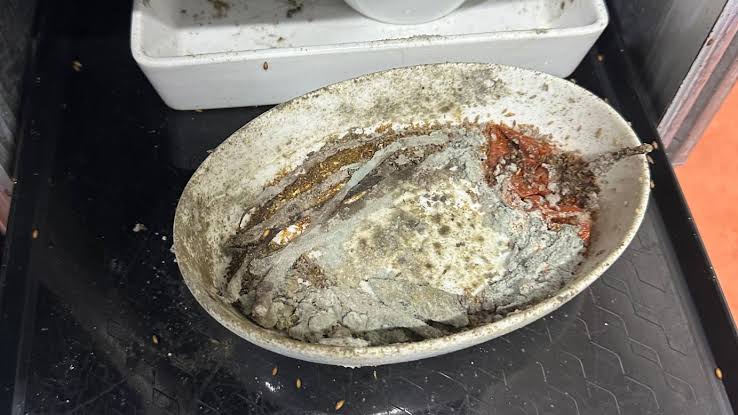 Maggots and cockroaches seen at airline catering facility, staff say