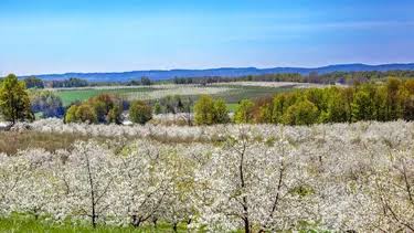 Michigan Cherry Farmers Are Selling Their Prize Orchards as Economic Pressure Grows