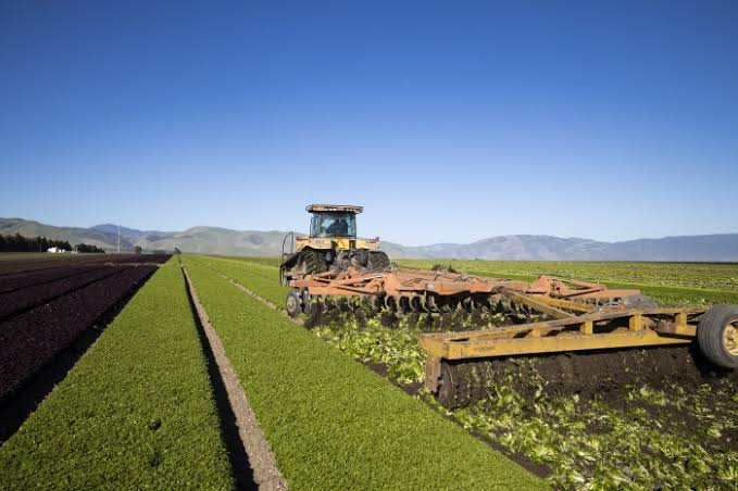 California Lettuce Growers Skip Harvest, Plow Their Crops Back Into the Ground