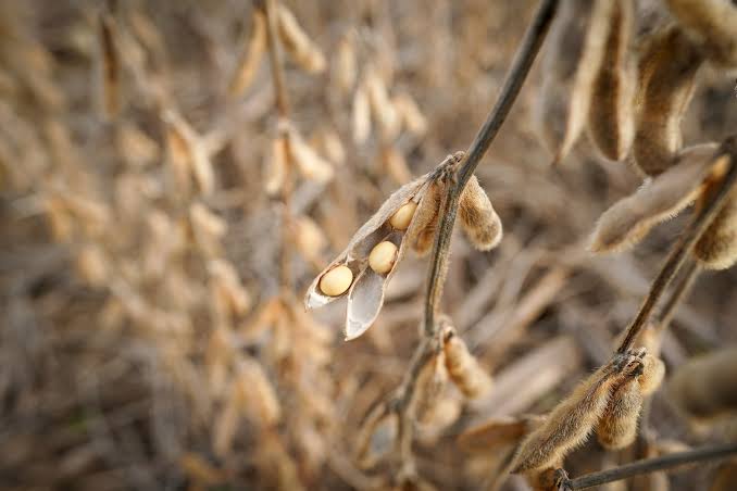 US's Bessent says soybeans 'all taken care of', cooling expectations for fresh Chinese buying