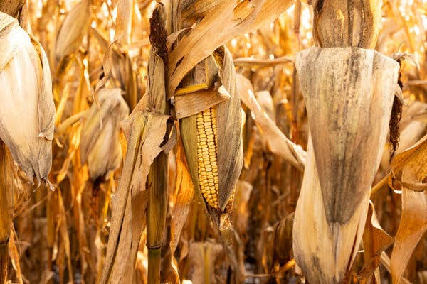 War Hangs Over American Farmers as Fertilizer Prices Rise