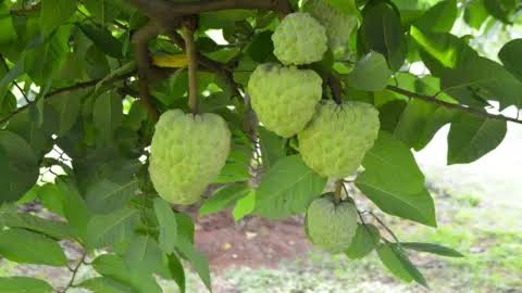 Custard apples: The crop that thrives in the toughest conditions