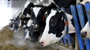 Canada's 'powerful' dairy sector is in Trump's trade crosshairs