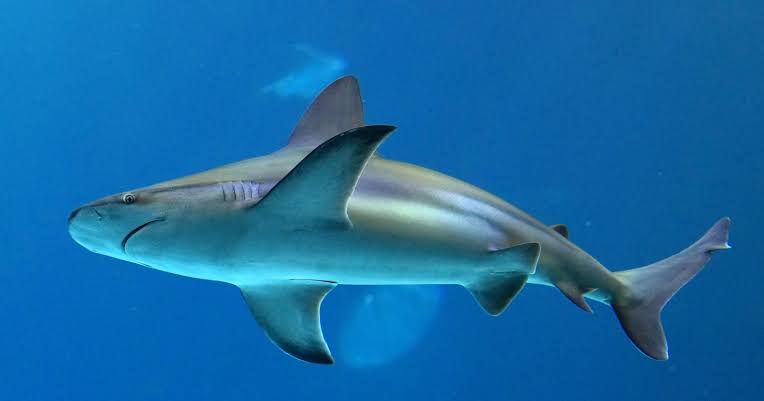 A female shark can reproduce with no male at all: a process called parthenogenesis, first confirmed when a captive female housed for years without males produced a pup carrying only its mother's DNA