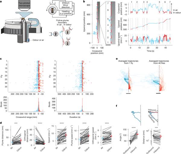 A vector-based strategy for olfactory navigation in Drosophila