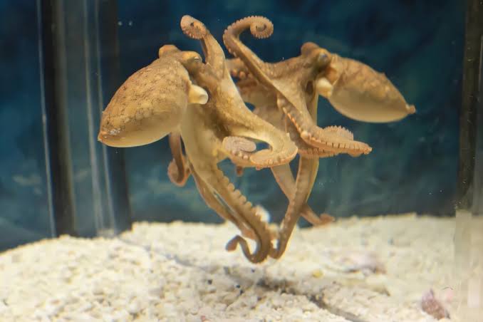 Octopuses learn mirror-guided navigation to locate prey